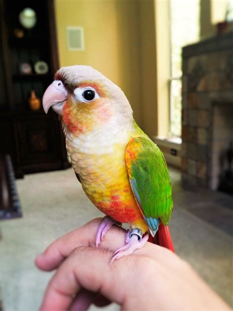 conure|More.